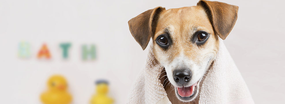 PULIZIA POST PASSEGGIATA: TUTTI I CONSIGLI UTILI