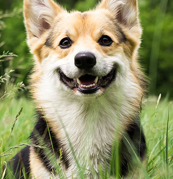 PUNTURE DI PAPPATACI: COME RICONOSCERLE SUL TUO CANE E CURARLE