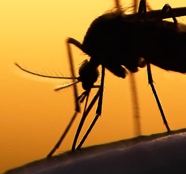 QUALI PARASSITI POSSONO INFESTARE IL NOSTRO CANE?