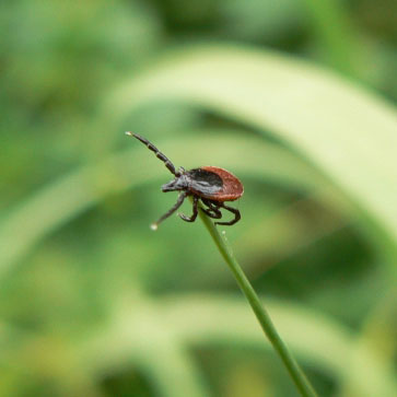 COME COMBATTERE LE ZECCHE IN ESTATE?