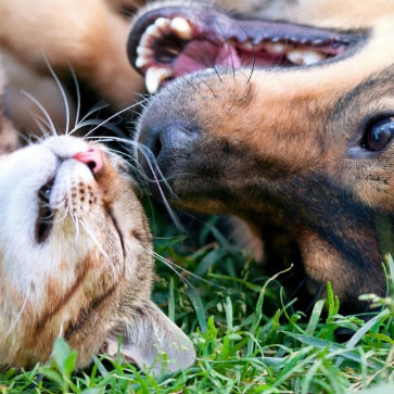 7 CONSIGLI PER AIUTARE IL TUO CANE O GATTO A COMBATTERE IL CALDO