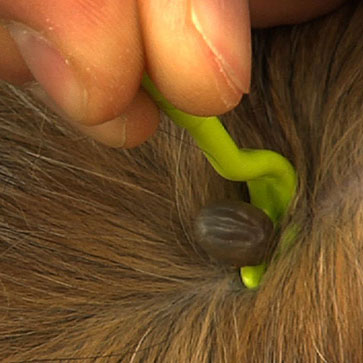 togliere le zecche dai cani