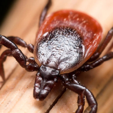 come riconoscere le zecche