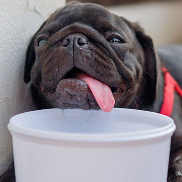 COME PROTEGGERE GLI ANIMALI DAL CALDO