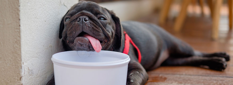 COME PROTEGGERE GLI ANIMALI DAL CALDO