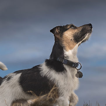 animali e sesto senso