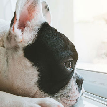 CANE ANNOIATO: SCOPRI COME RENDERLO PIÙ FELICE