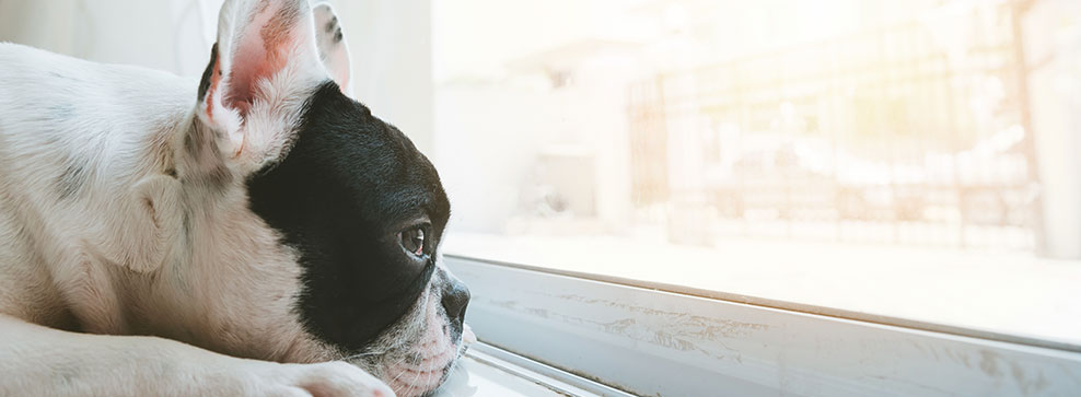 CANE ANNOIATO: SCOPRI COME RENDERLO PIÙ FELICE