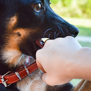 cani che mordono le mani