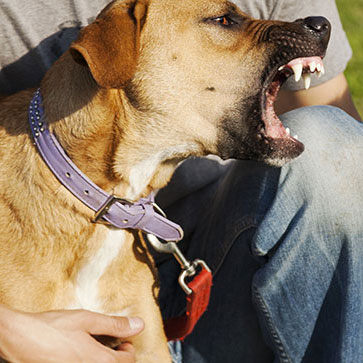 ZUFFE AL PARCO, SCOPRIAMO COME EVITARLE