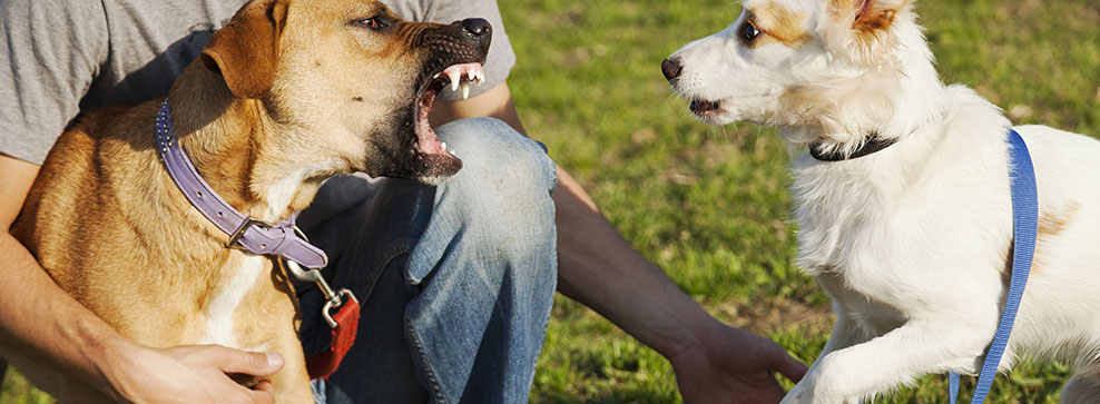 ZUFFE AL PARCO, SCOPRIAMO COME EVITARLE