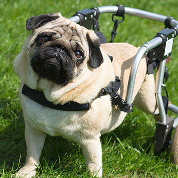 COME GESTIRE LE DISABILITÀ CHE POSSONO TOCCARE I NOSTRI PELOSETTI