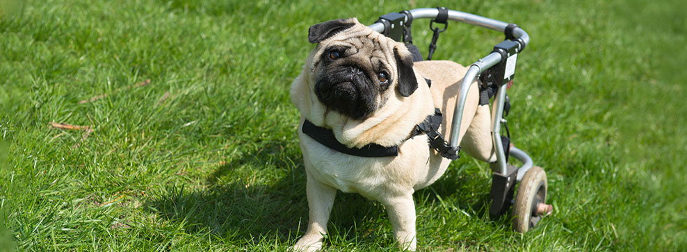 COME GESTIRE LE DISABILITÀ CHE POSSONO TOCCARE I NOSTRI PELOSETTI