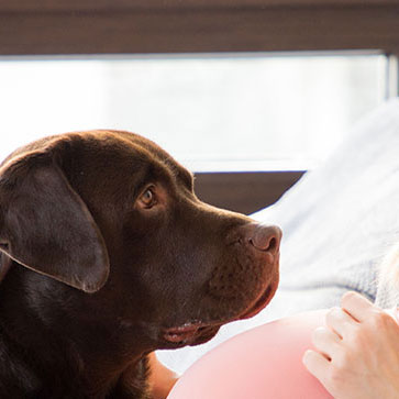 sesto senso dei cani