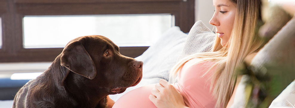 sesto senso dei cani