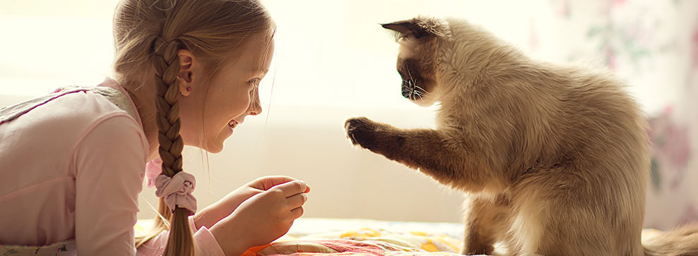 le fasi della vita del gatto