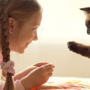 le fasi della vita del gatto