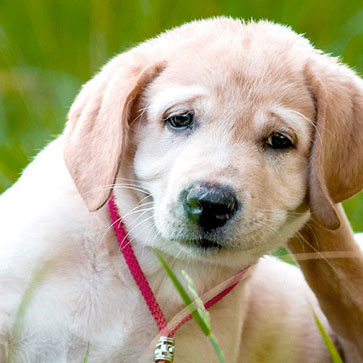 intervista ad una pulce