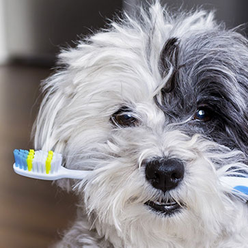 COME LAVARE I DENTI AL CANE IN 6 STEP