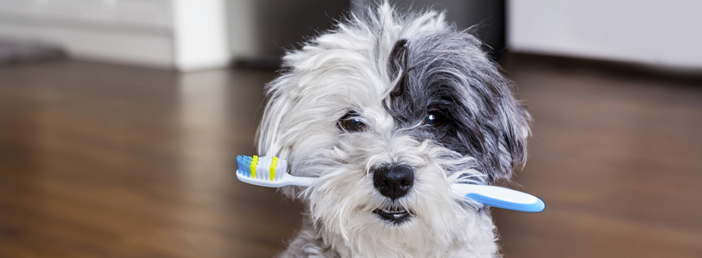 COME LAVARE I DENTI AL CANE IN 6 STEP