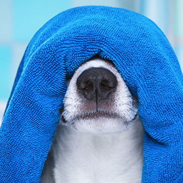 COME LAVARE IL CANE E OGNI QUANTO? 8 CONSIGLI PER UN LAVAGGIO PERFETTO