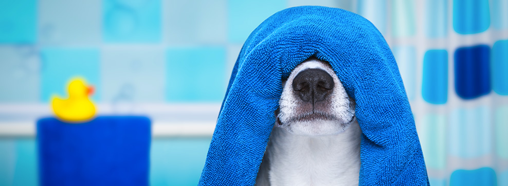 COME LAVARE IL CANE E OGNI QUANTO? 8 CONSIGLI PER UN LAVAGGIO PERFETTO