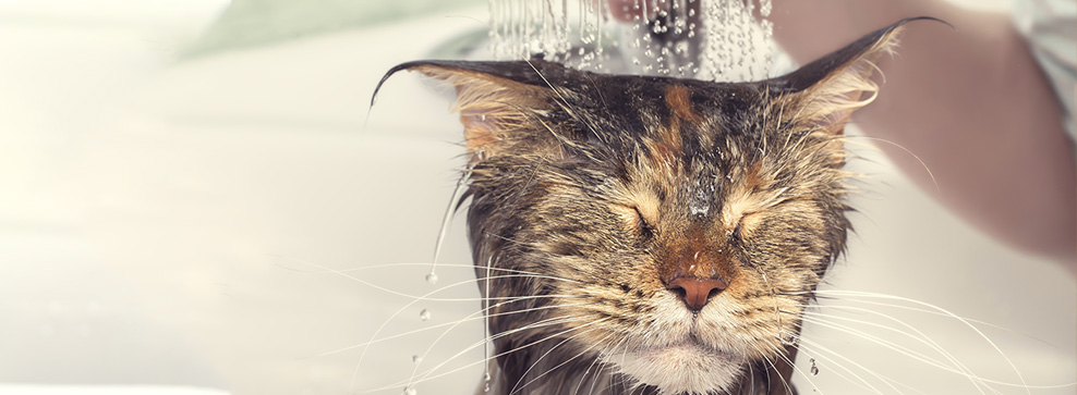 lavare il gatto