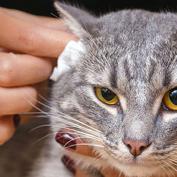 COME PULIRE LE ORECCHIE AL TUO GATTO IN CASA
