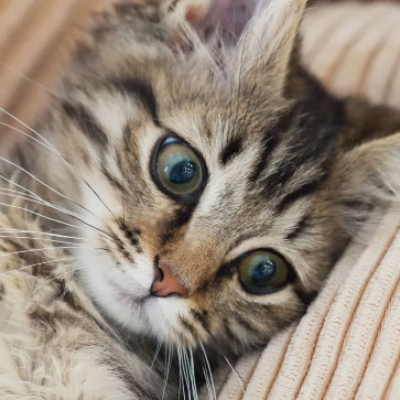 COME PROTEGGERE IL TUO CANE O GATTO DALLE PULCI?