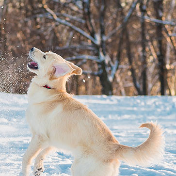COME PROTEGGERE CANE E GATTO DAL FREDDO?