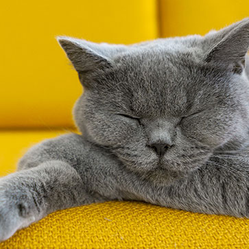 pulci del gatto e uomo