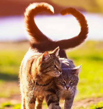 SCOPRIAMO INSIEME I SEGRETI DELLA CODA DEL GATTO