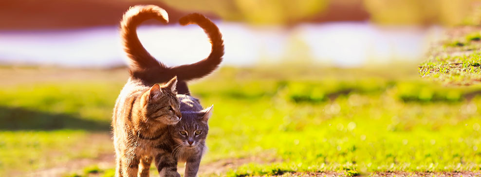 SCOPRIAMO INSIEME I SEGRETI DELLA CODA DEL GATTO