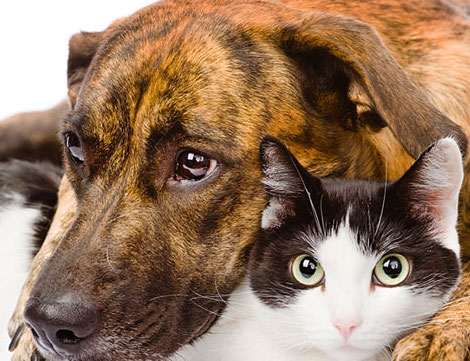 STRESS NEL CANE E NEL GATTO: COME RICONOSCERLO?