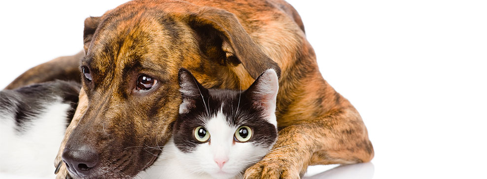 STRESS NEL CANE E NEL GATTO: COME RICONOSCERLO?