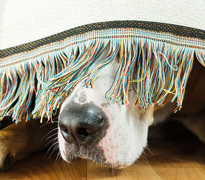 TECNICHE PER AFFRONTARE LA PAURA DEI CANI