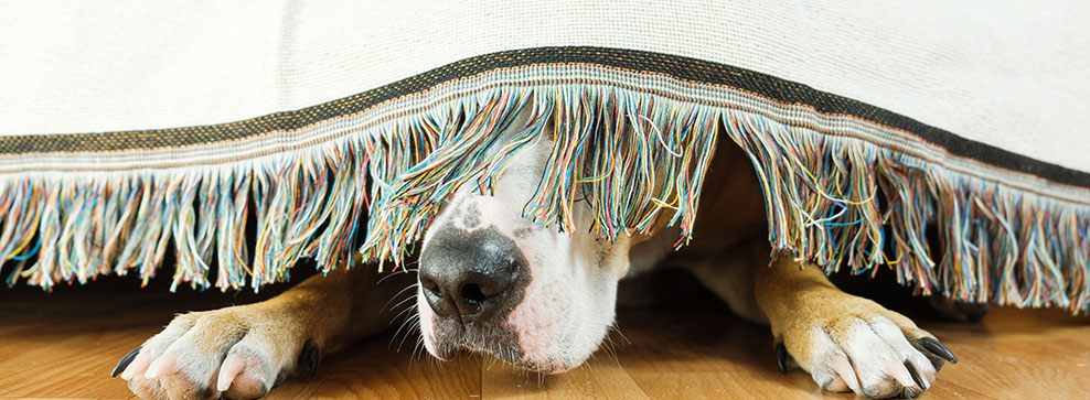 TECNICHE PER AFFRONTARE LA PAURA DEI CANI