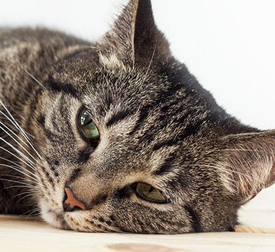 TENIA: SINTOMI E RIMEDI PER LA SALUTE DEL TUO GATTO