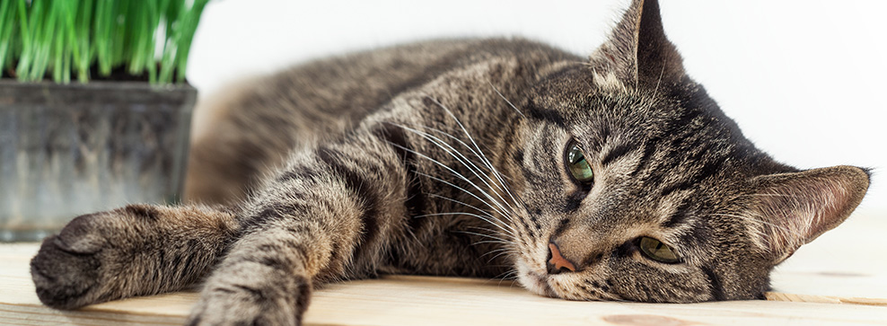 TENIA: SINTOMI E RIMEDI PER LA SALUTE DEL TUO GATTO