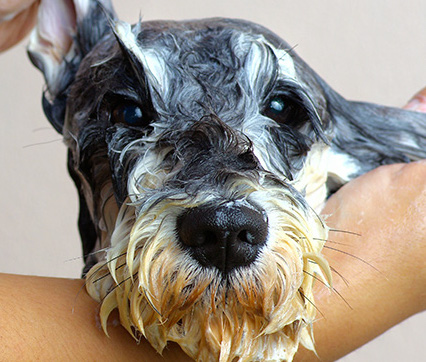 TOELETTATURA PER CANI FAI DA TE IN 8 STEP