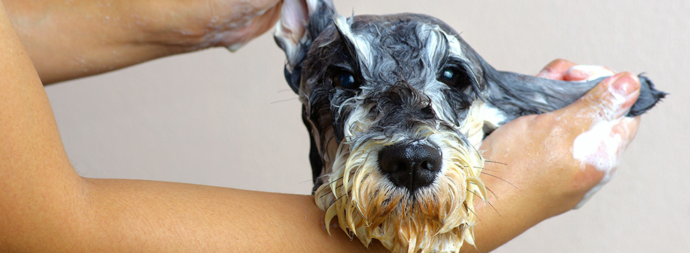 TOELETTATURA PER CANI FAI DA TE IN 8 STEP