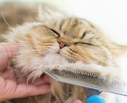 TOELETTATURA GATTI, COME ESEGUIRLA IN CASA