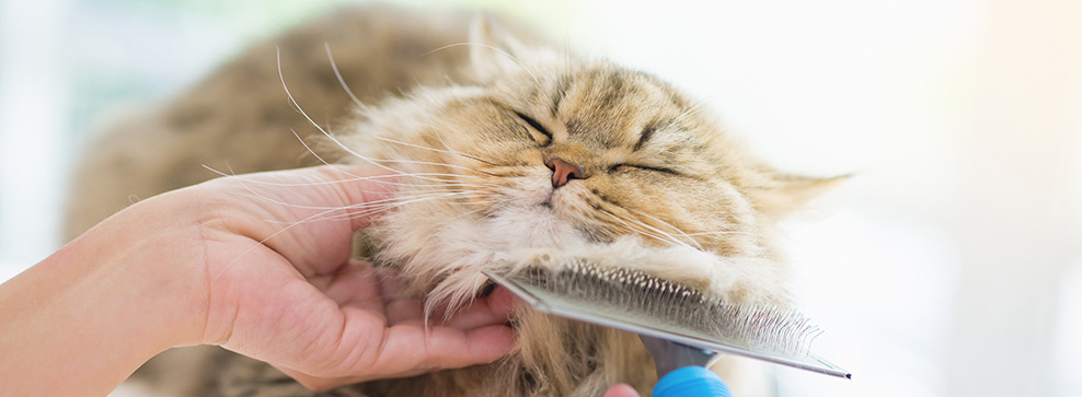 TOELETTATURA GATTI, COME ESEGUIRLA IN CASA