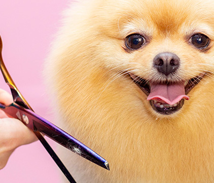 TOSATURA DEL CANE: COSA POSSIAMO O NON POSSIAMO FARE?