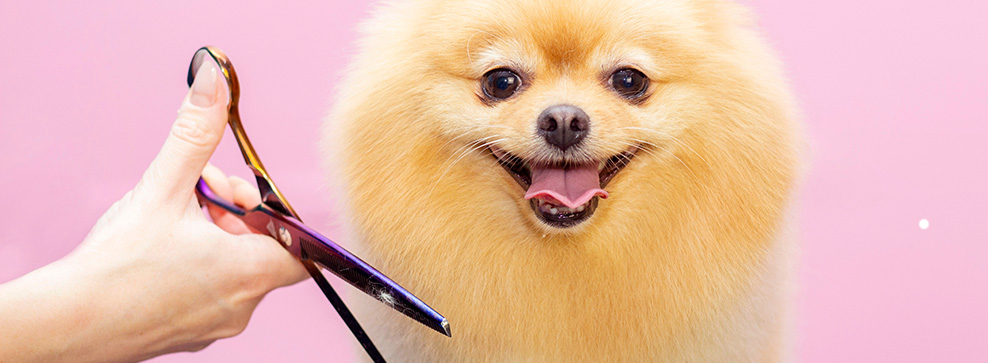 TOSATURA DEL CANE: COSA POSSIAMO O NON POSSIAMO FARE?