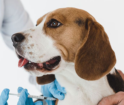 TUTTO QUELLO CHE BISOGNA SAPERE SULLE VACCINAZIONI DEI CANI