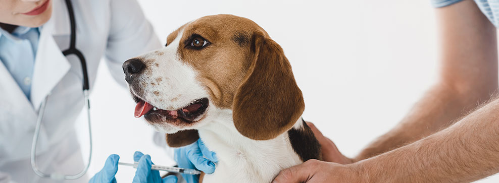 TUTTO QUELLO CHE BISOGNA SAPERE SULLE VACCINAZIONI DEI CANI