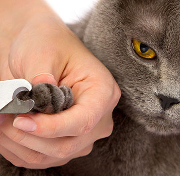 UNGHIE DEL GATTO: QUANDO E COME TAGLIARLE?