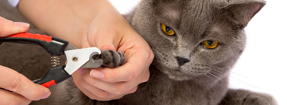 UNGHIE DEL GATTO: QUANDO E COME TAGLIARLE?