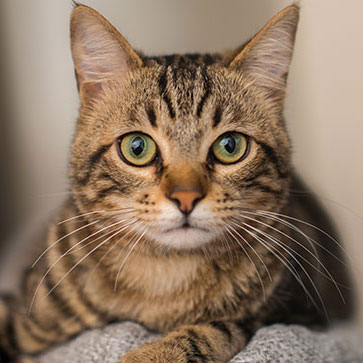 VIBRISSE: TUTTO QUELLO CHE C’È DA SAPERE